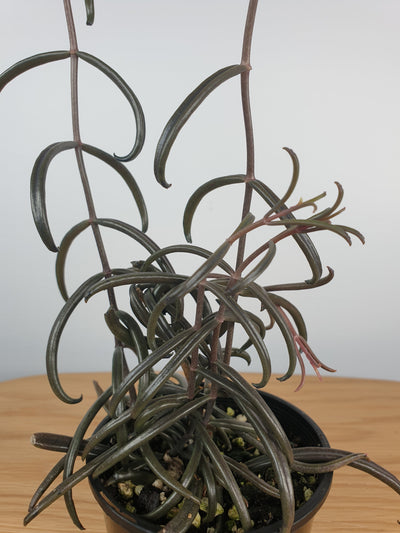 Kalanchoe beauverdii - Black Widow Root'd Plants 