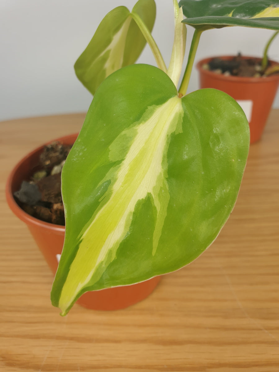 Philodendron hederaceum var. oxycardium 'Cream Splash'