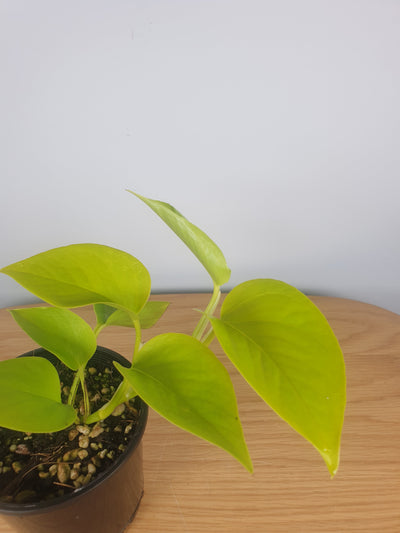 Epipremnum aureum 'Goldilocks' - Neon Pothos Root'd Plants 