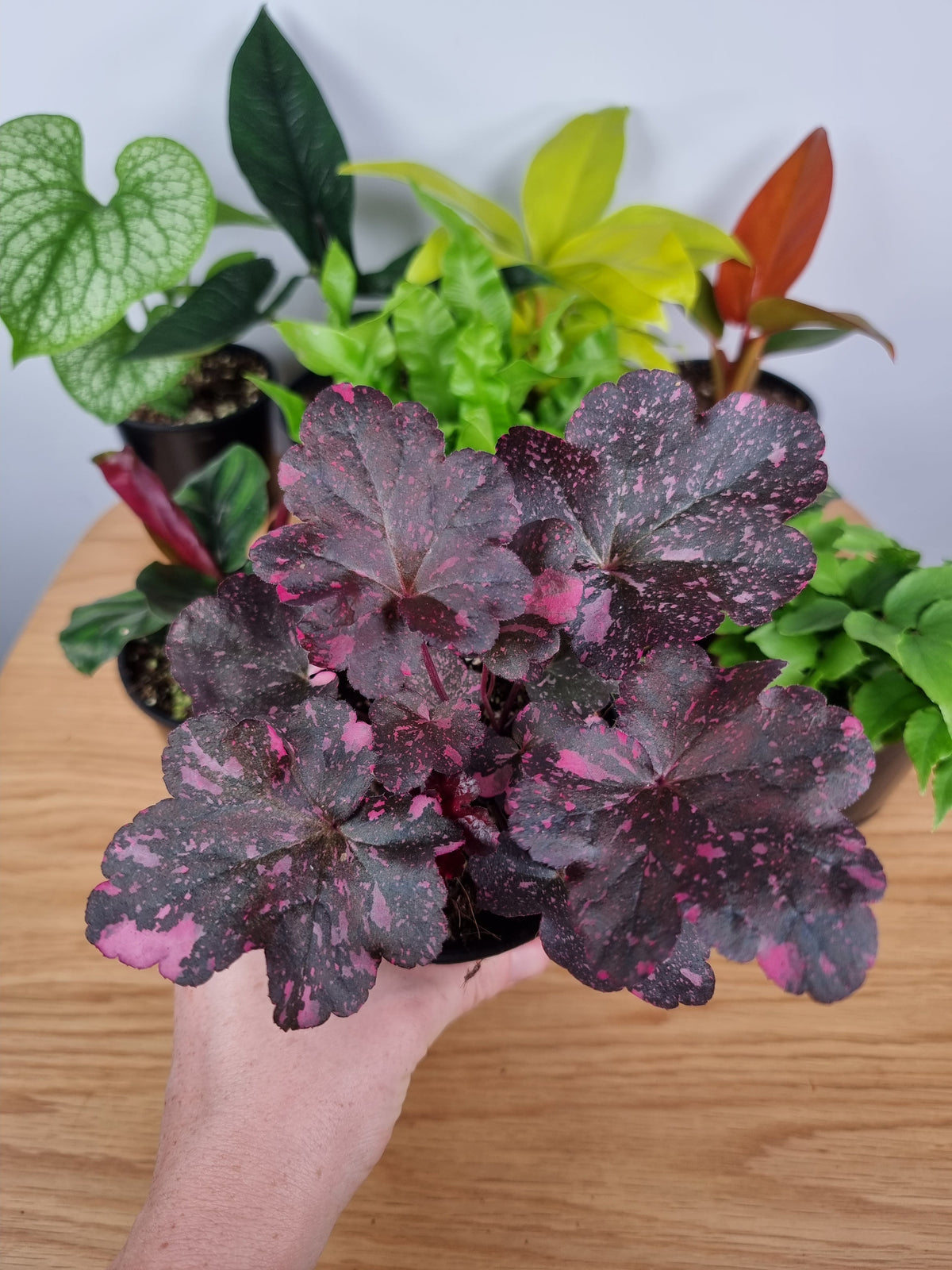 Heuchera 'Midnight Rose' - Coral Bells Root'd Plants