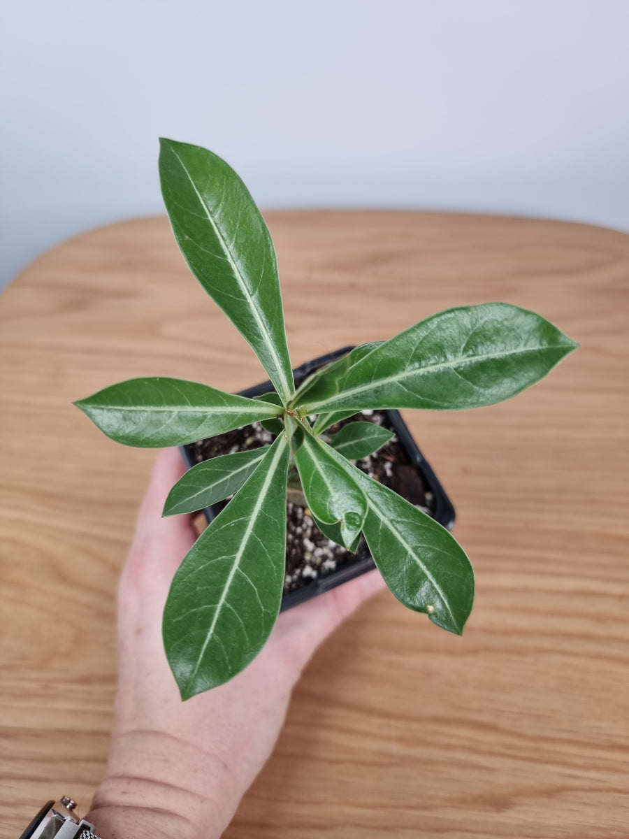 Adenium obesum 'Thai Mix'