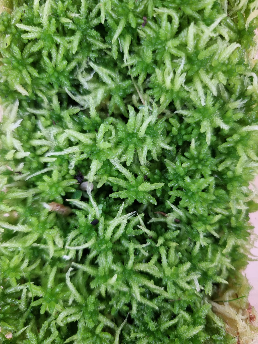 Live Sphagnum Moss - For Sale