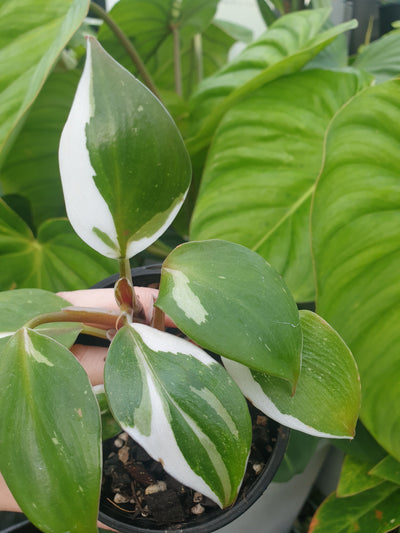 Philodendron 'White Knight' - Variegated Aroid Root'd Plants 