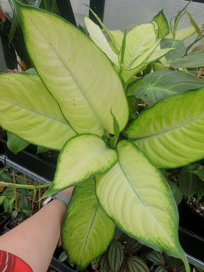 Dieffenbachia seguine 'Tropic Marianne' - Dumb Cane Root'd Plants 