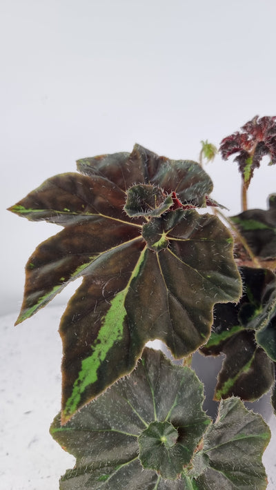 Begonia 'Lightning Strike' Plants Root'd Plants 