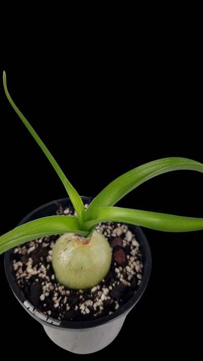 Albuca bracteata (syn. Ornithogalum longebracteatum) - Pregnant Onion Root'd Plants 