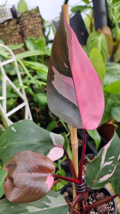 Philodendron 'Pink Princess' Root'd Plants 