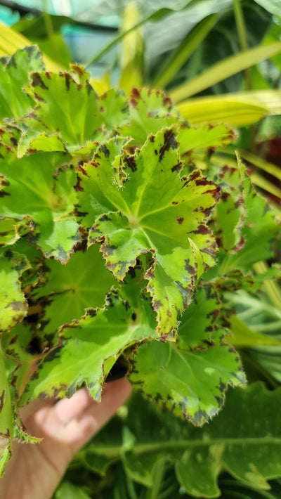 Begonia rex 'Jive' Root'd Plants 