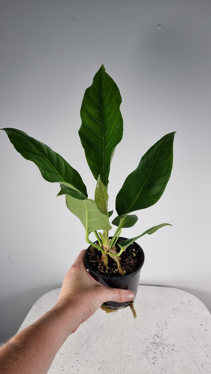 Anthurium schlechtendalii Pheasant's tail Plant