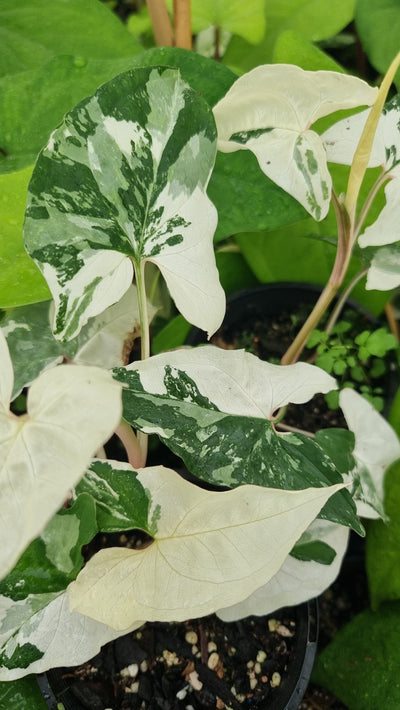 Syngonium podophyllum 'Fantasy' - Variegated Arrowhead Plant Root'd Plants 