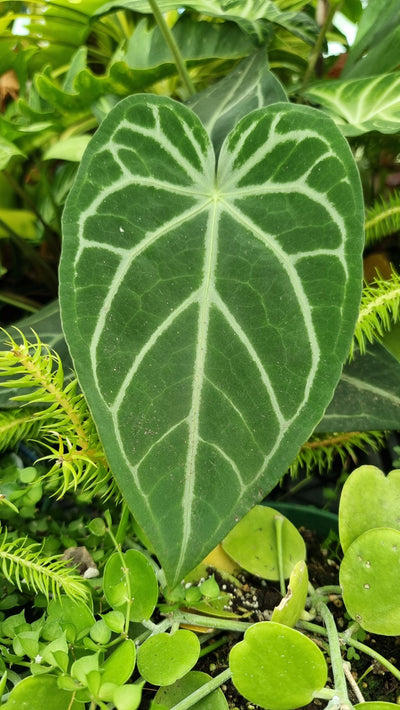 Anthurium magnificum x besseae - Velvet Leaf Aroid Root'd Plants 