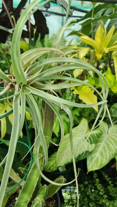 Tillandsia riohondoensis - Air Plant Root'd Plants 