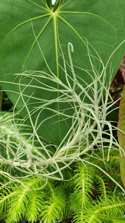 Tillandsia paleacea - Air Plant Root'd Plants 
