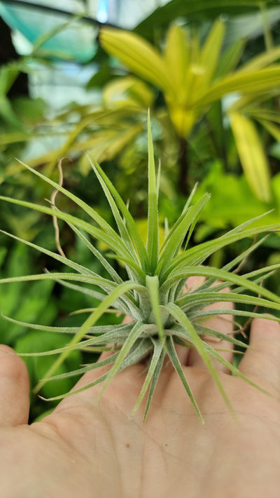 Tillandsia ionantha "Druid" - Air plant Root'd Plants 