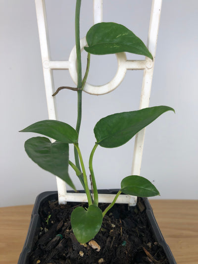 Epipremnum Pinnatum - Dragons Tail Plant Root'd Plants 