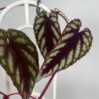 Cissus discolor - Rex Begonia Vine Root'd Plants 