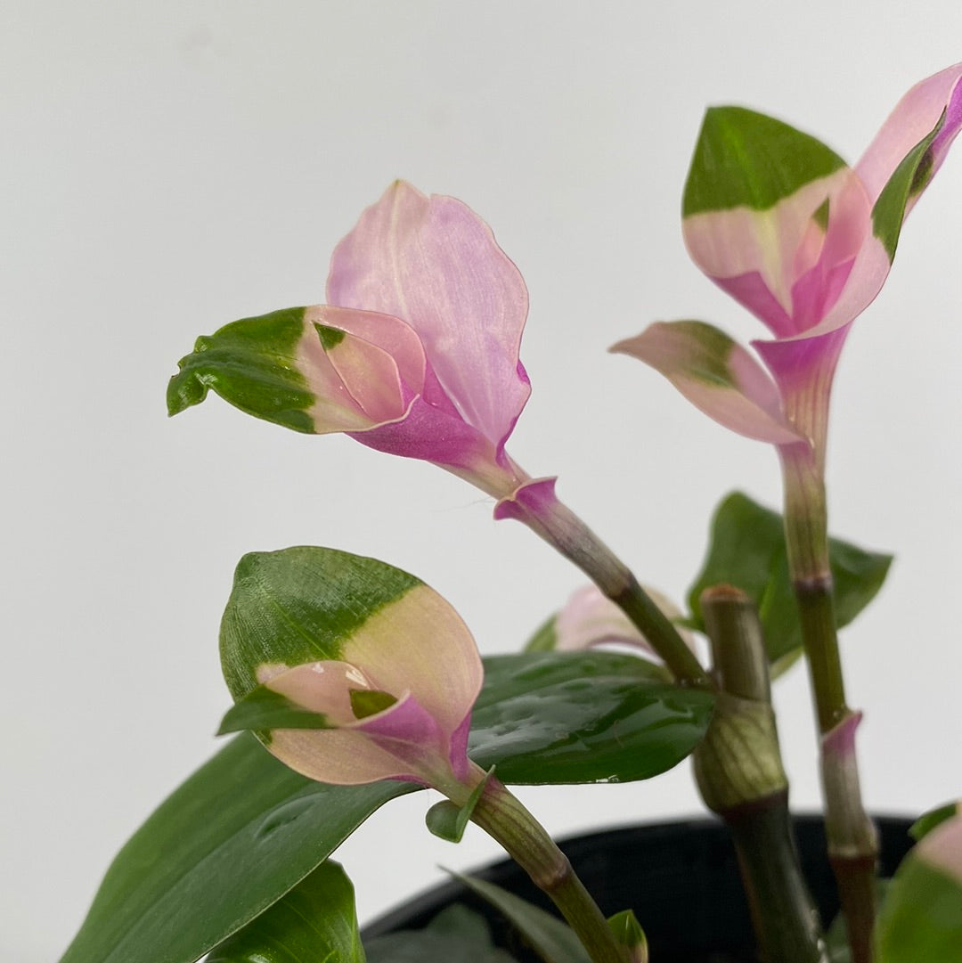 How to Care for Tradescantia Blushing Bride: Mastering Water, Sunlight &  More