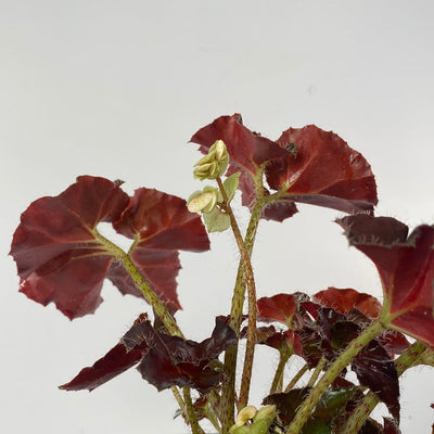 Begonia rex 'Copper Sunset' - Rhizomatous Eyelash Begonia Root'd Plants 