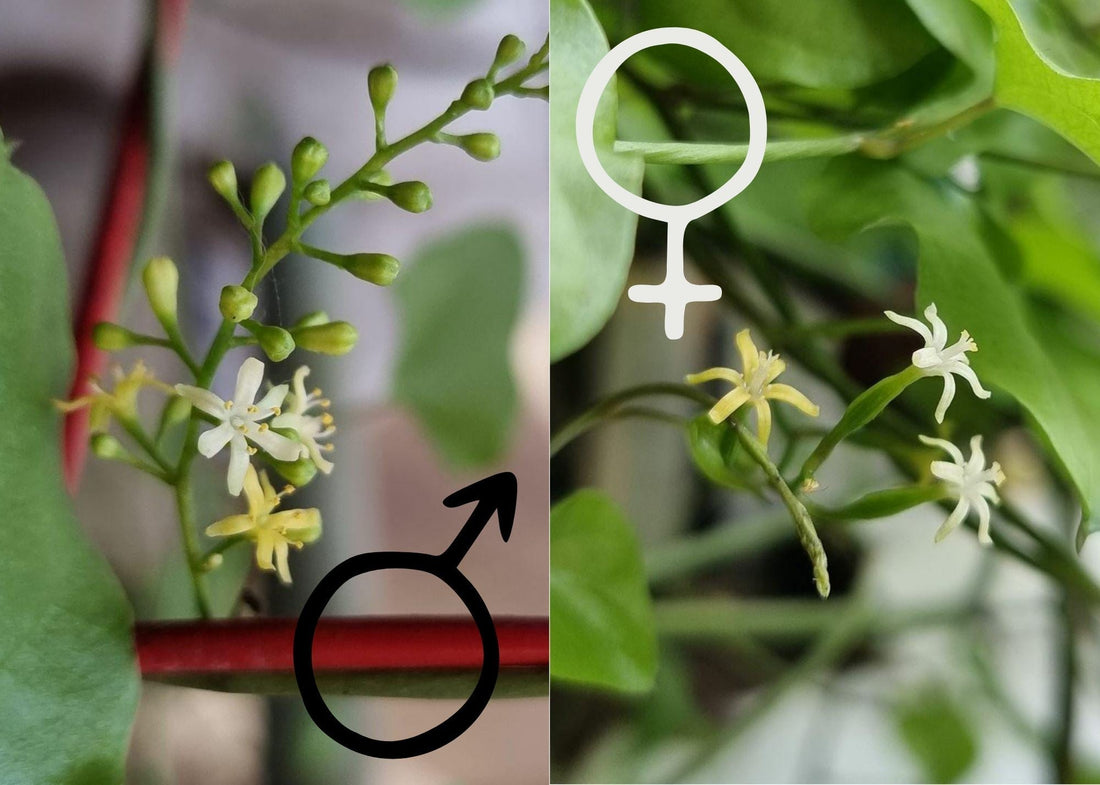 Dioscorea elephantipes. Plant care and sexing the flowers to set seed. How to tell the male flowers from female flowers.