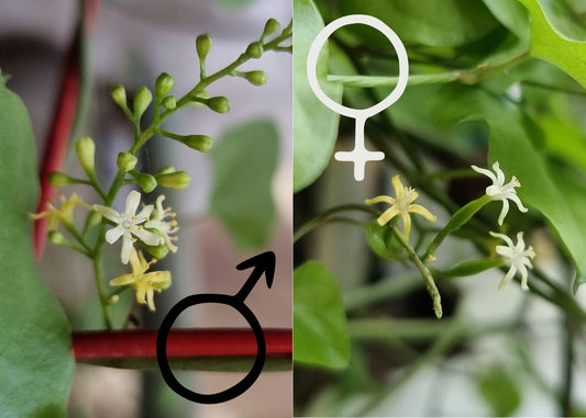 Dioscorea elephantipes. Plant care and sexing the flowers to set seed. How to tell the male flowers from female flowers.