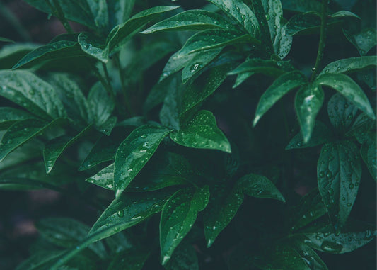 The Benefits of Rain Water