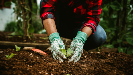 What Soil Mix is Best for My Plant?