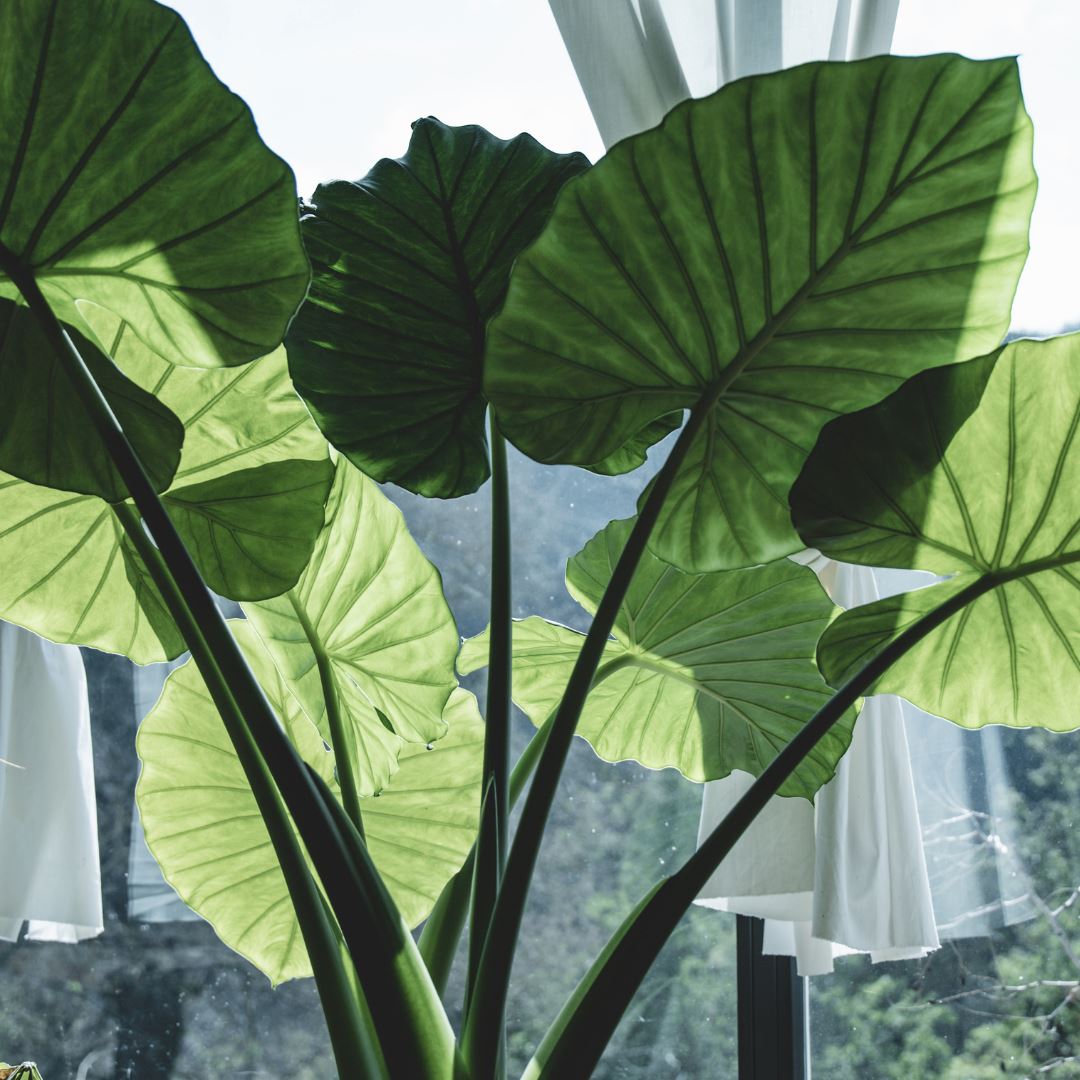 Preparing Your Indoor Plants for Winter