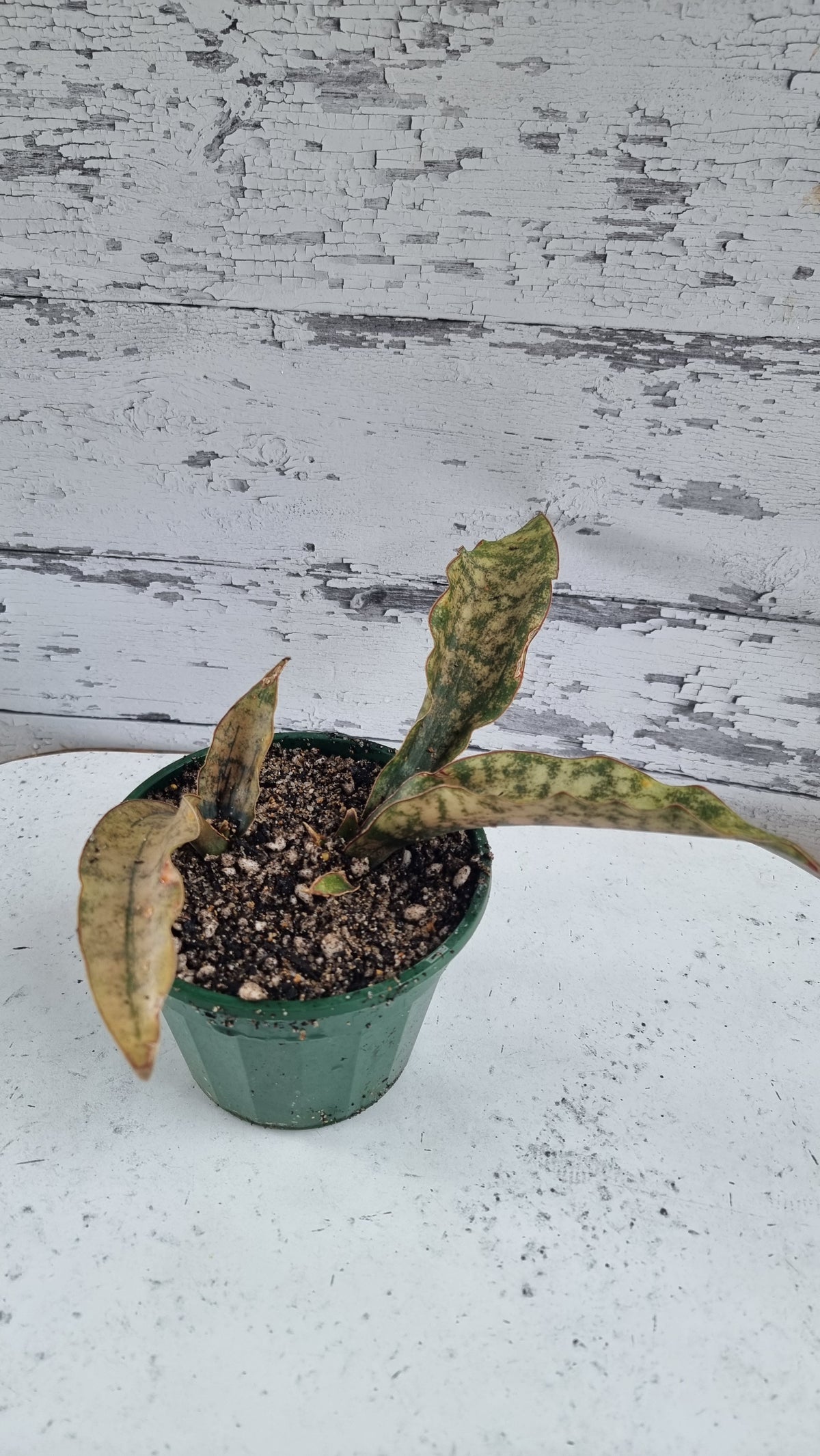 Dracaena pethera (prev Sansevieria kirkii) - Star Sansevieria