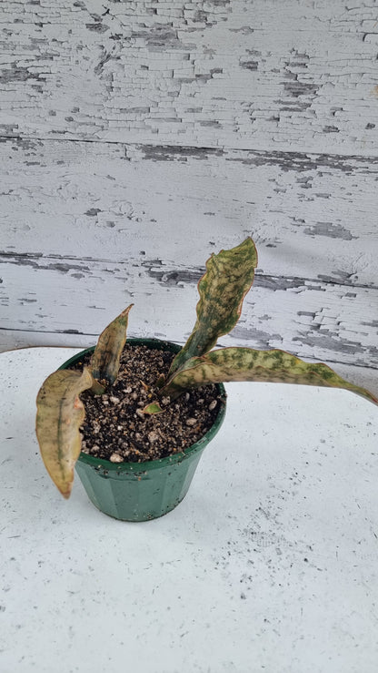 Dracaena pethera (prev Sansevieria kirkii) - Star Sansevieria