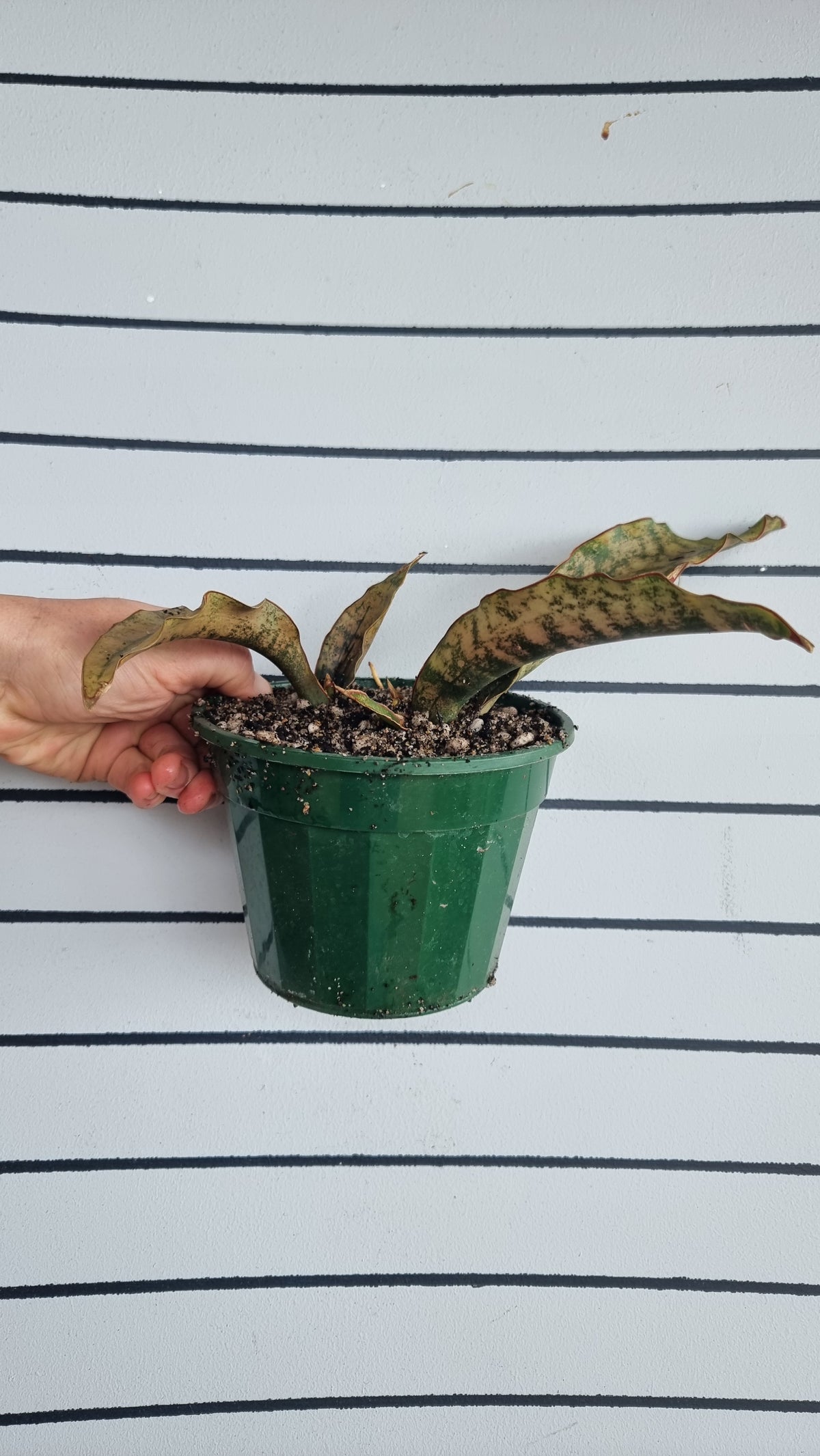 Dracaena pethera (prev Sansevieria kirkii) - Star Sansevieria