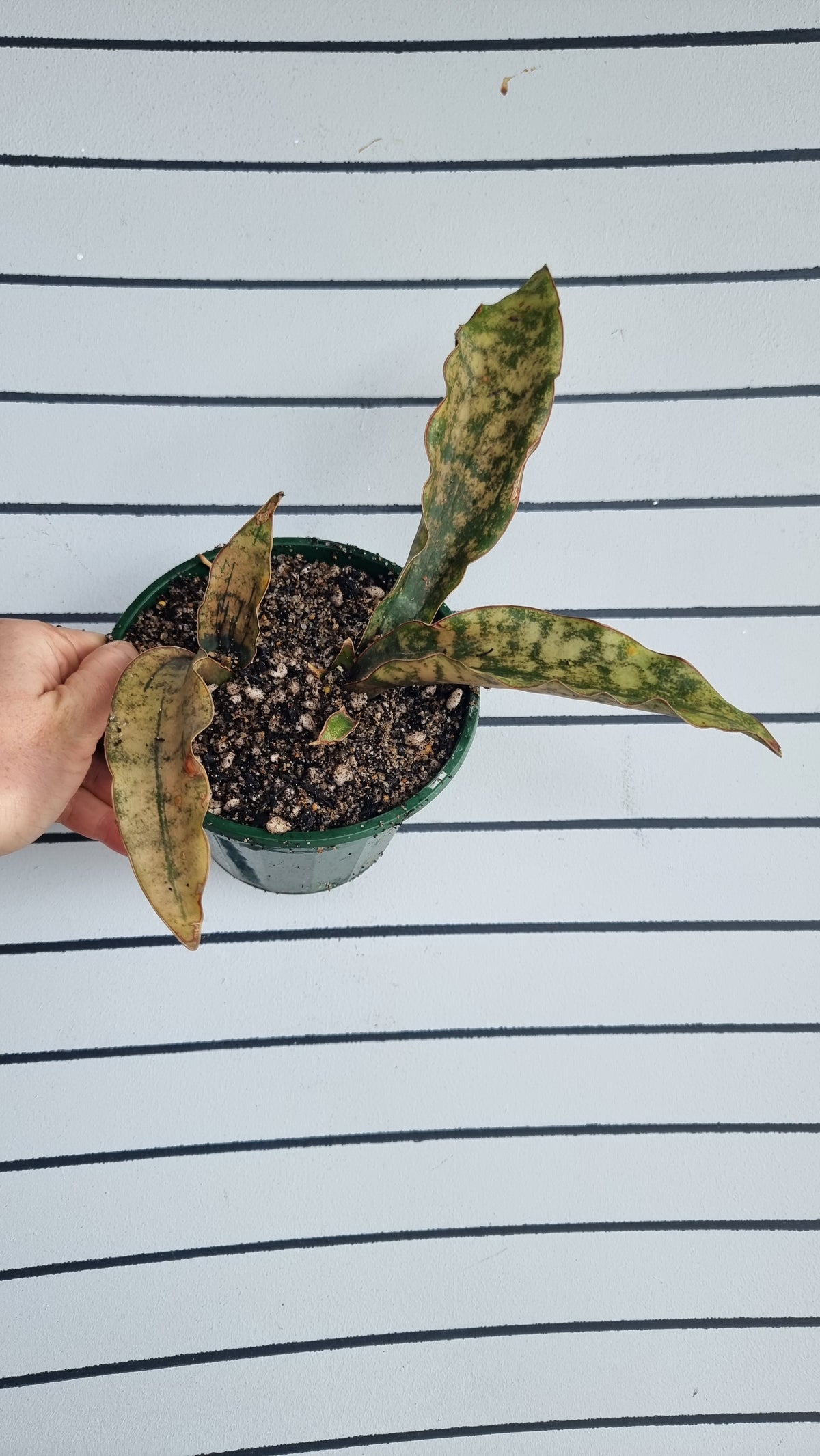 Dracaena pethera (prev Sansevieria kirkii) - Star Sansevieria