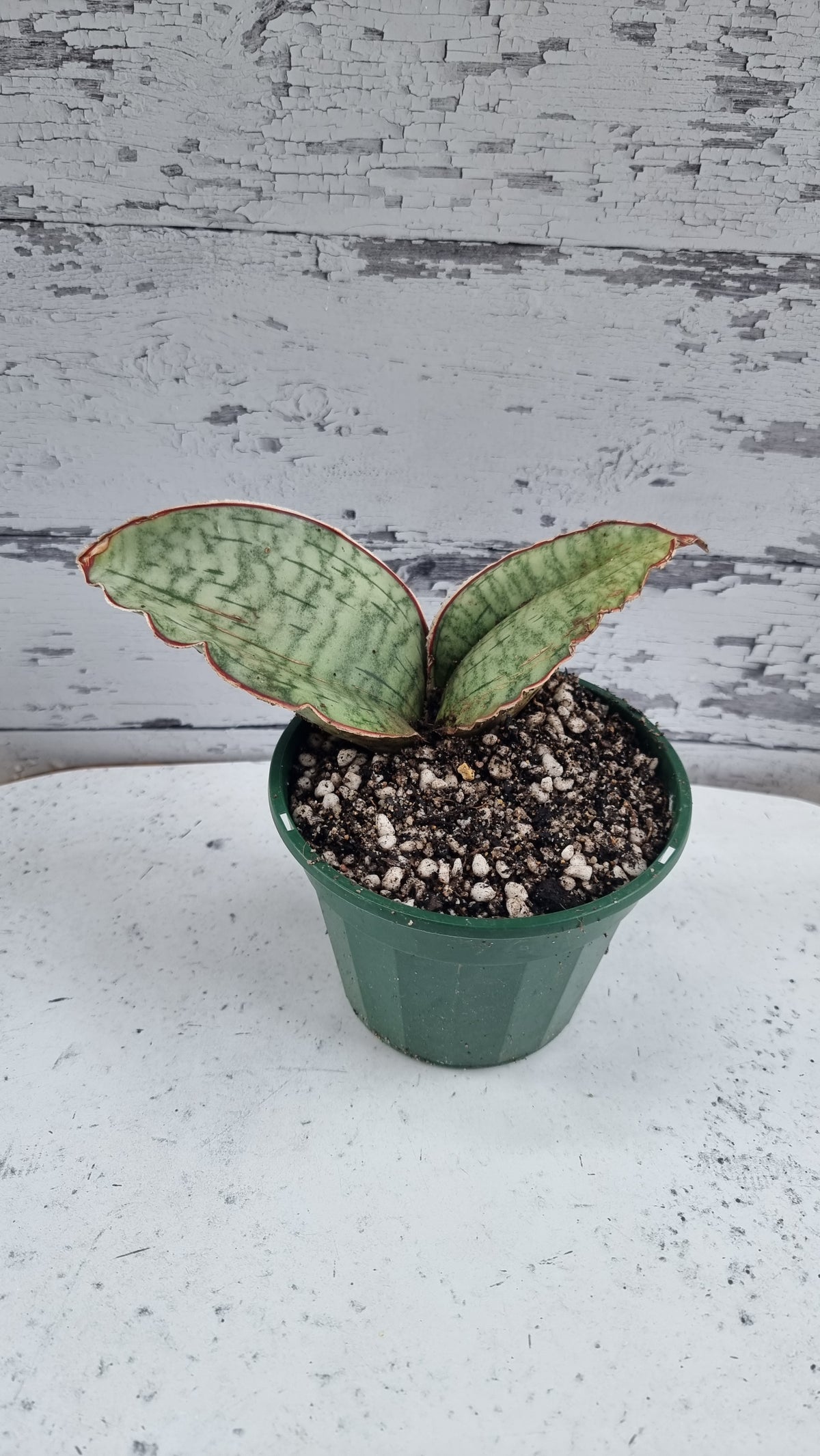 Dracaena (prev. Sansevieria) bhitalae 'Silver Blue' - Blue Star