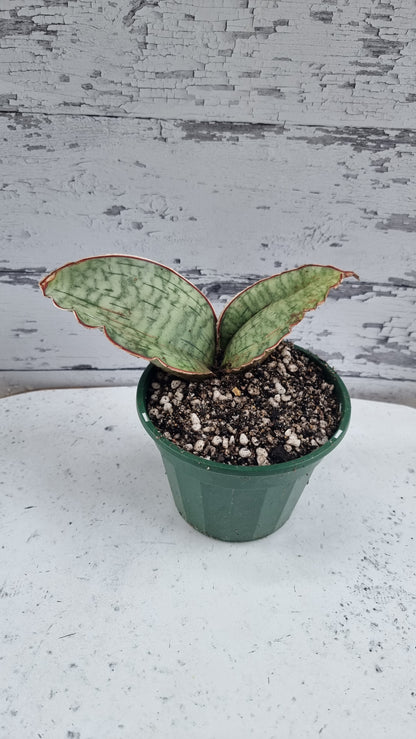 Dracaena (prev. Sansevieria) bhitalae 'Silver Blue' - Blue Star