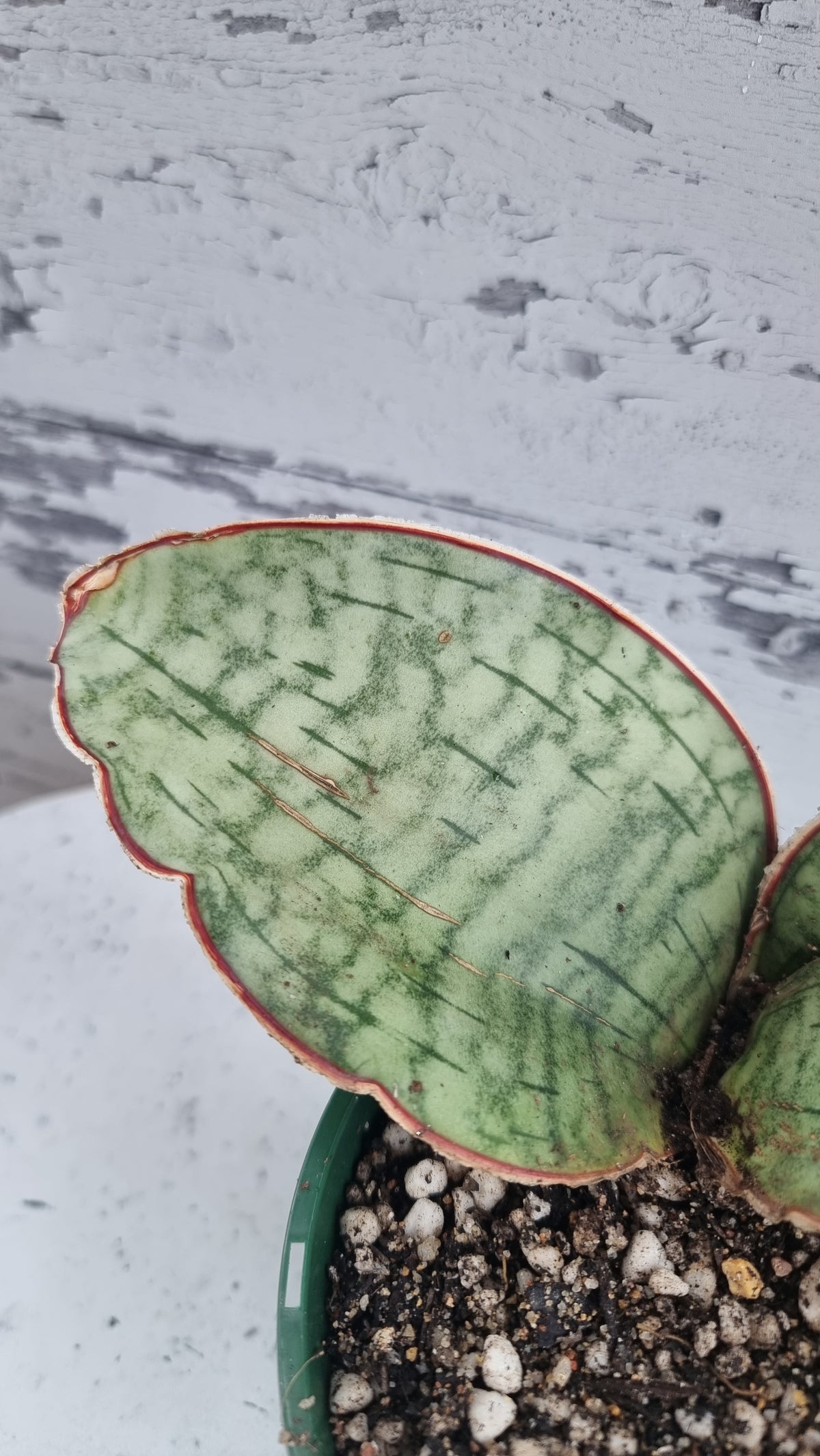Dracaena (prev. Sansevieria) bhitalae 'Silver Blue' - Blue Star