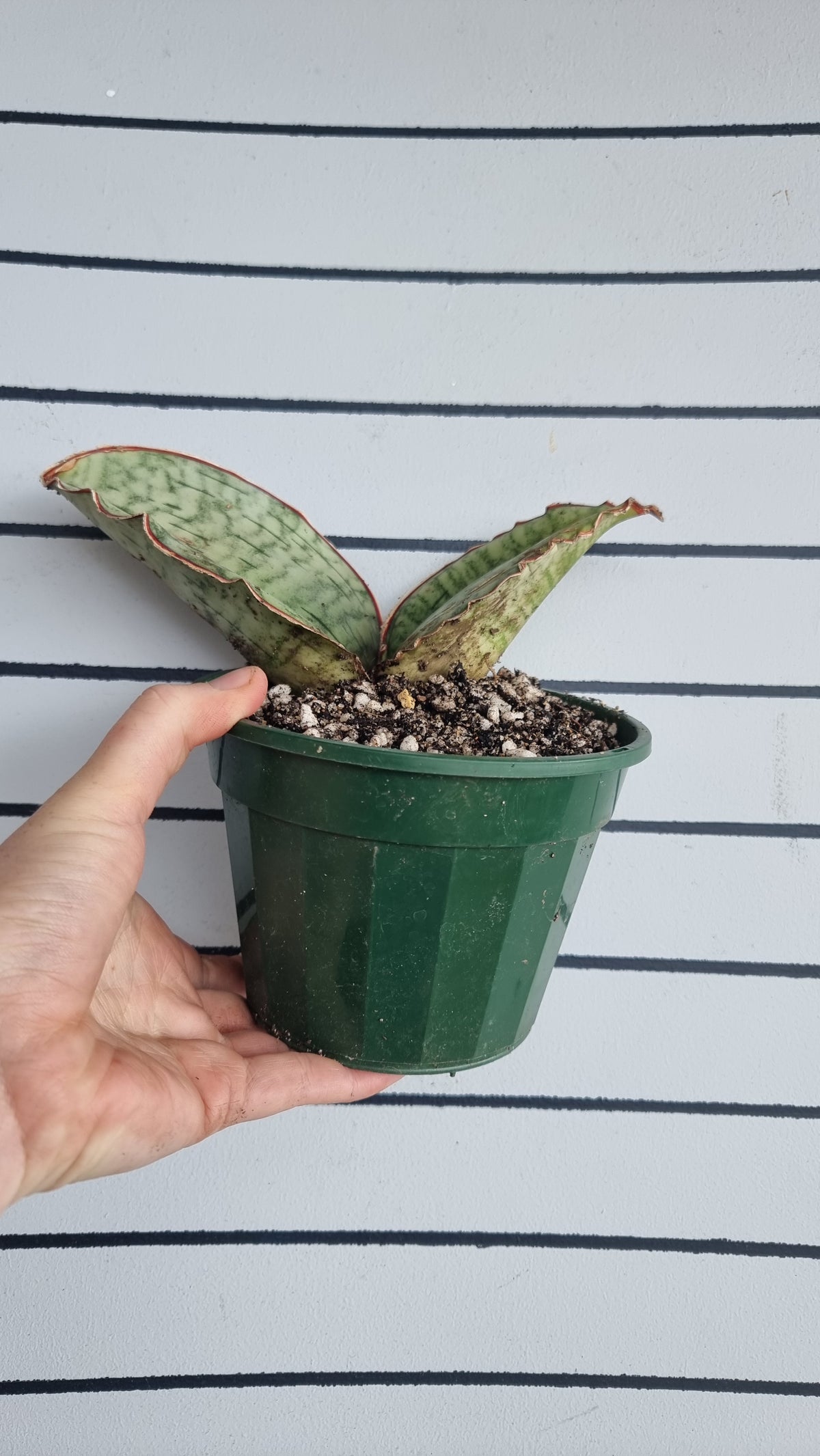 Dracaena (prev. Sansevieria) bhitalae 'Silver Blue' - Blue Star