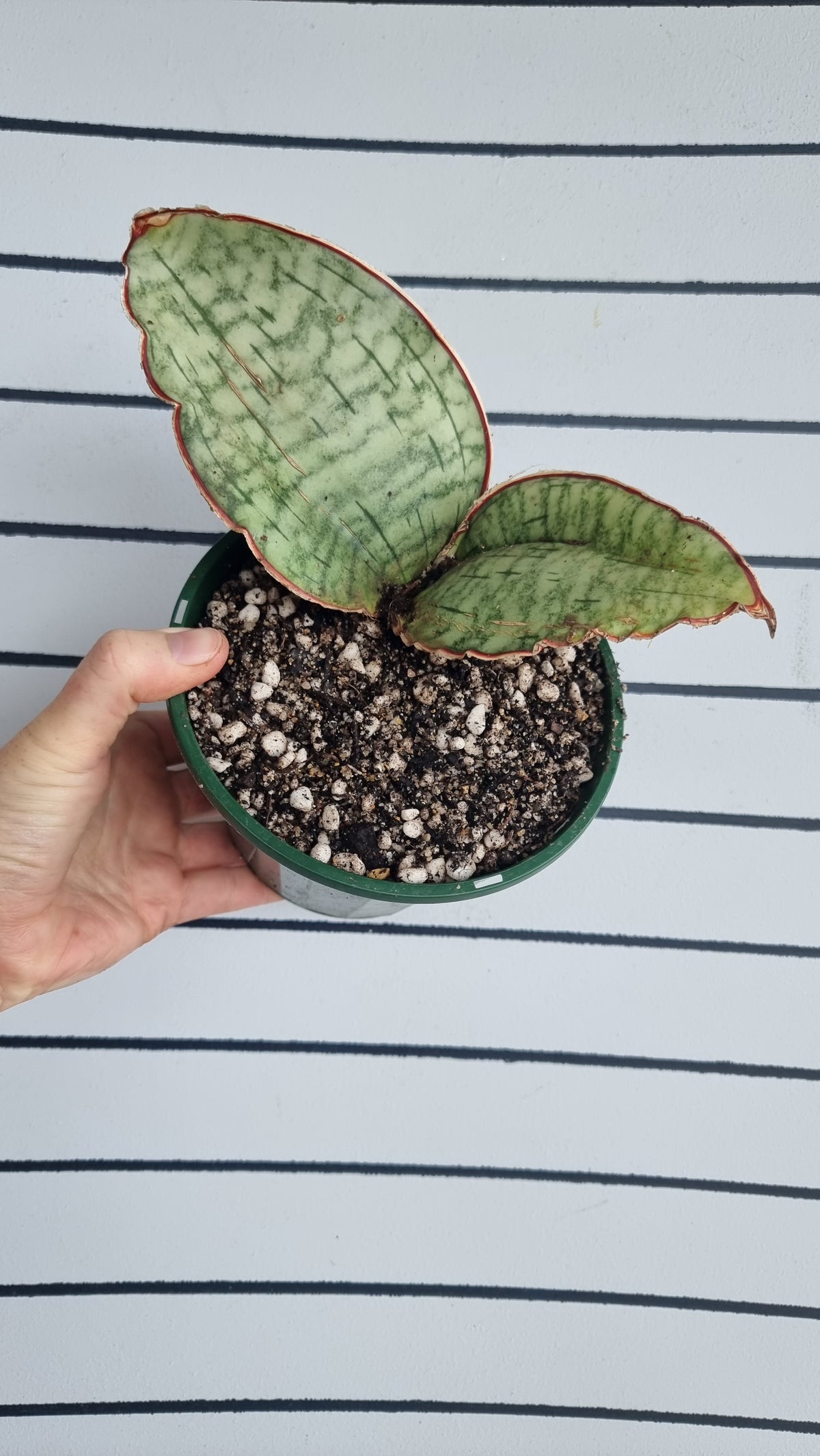 Dracaena (prev. Sansevieria) bhitalae 'Silver Blue' - Blue Star