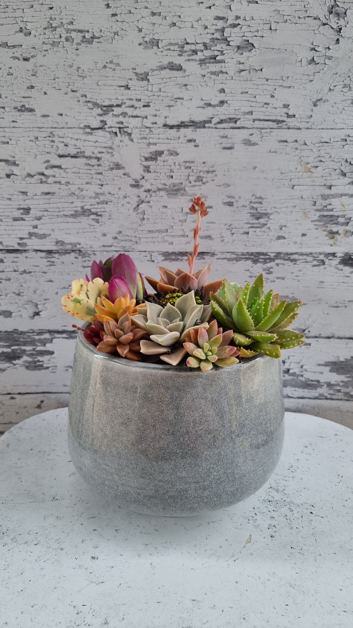 Succulent Bouquet in Grey Glossy Pot