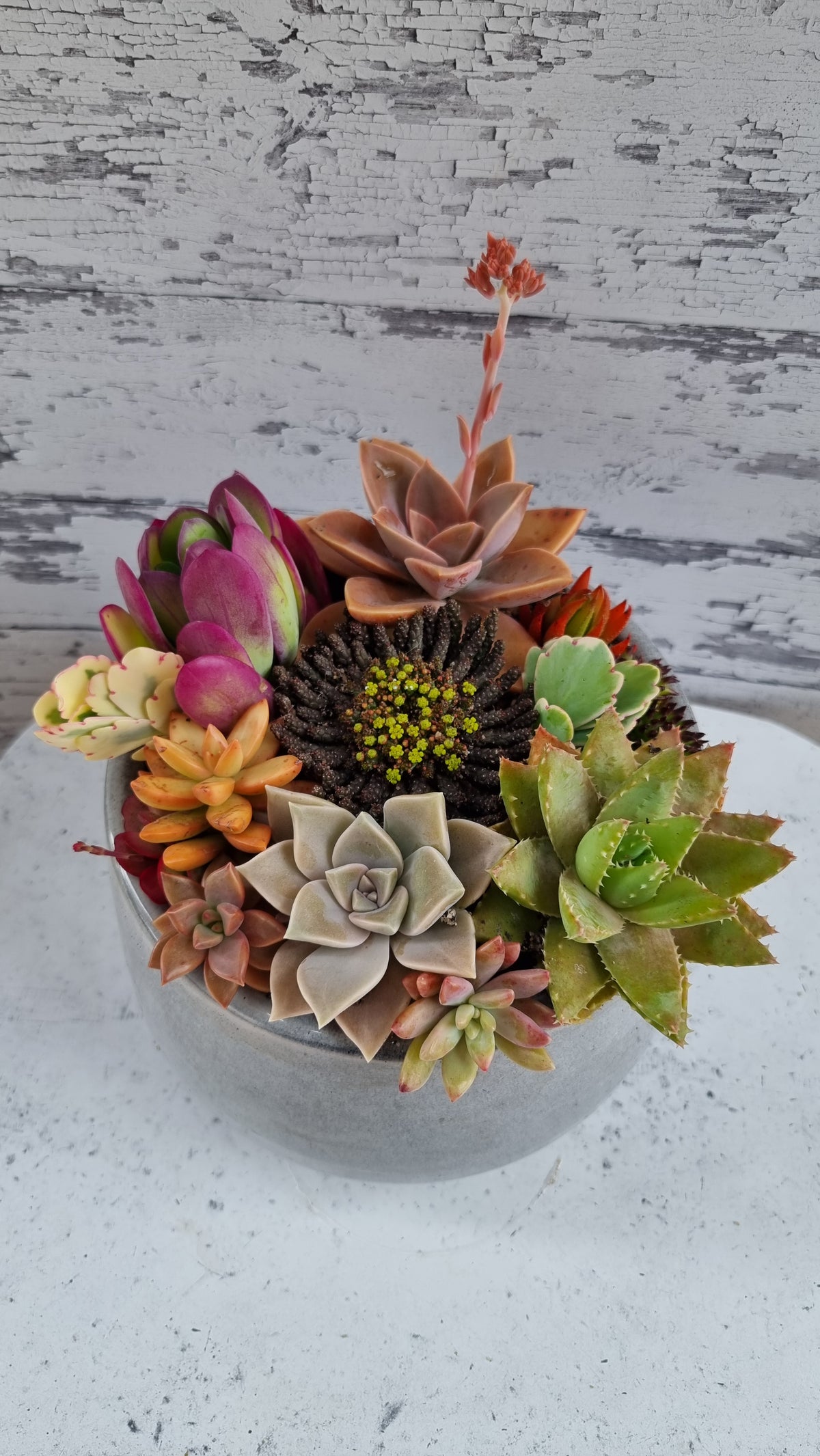 Succulent Bouquet in Grey Glossy Pot