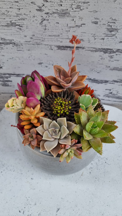 Succulent Bouquet in Grey Glossy Pot
