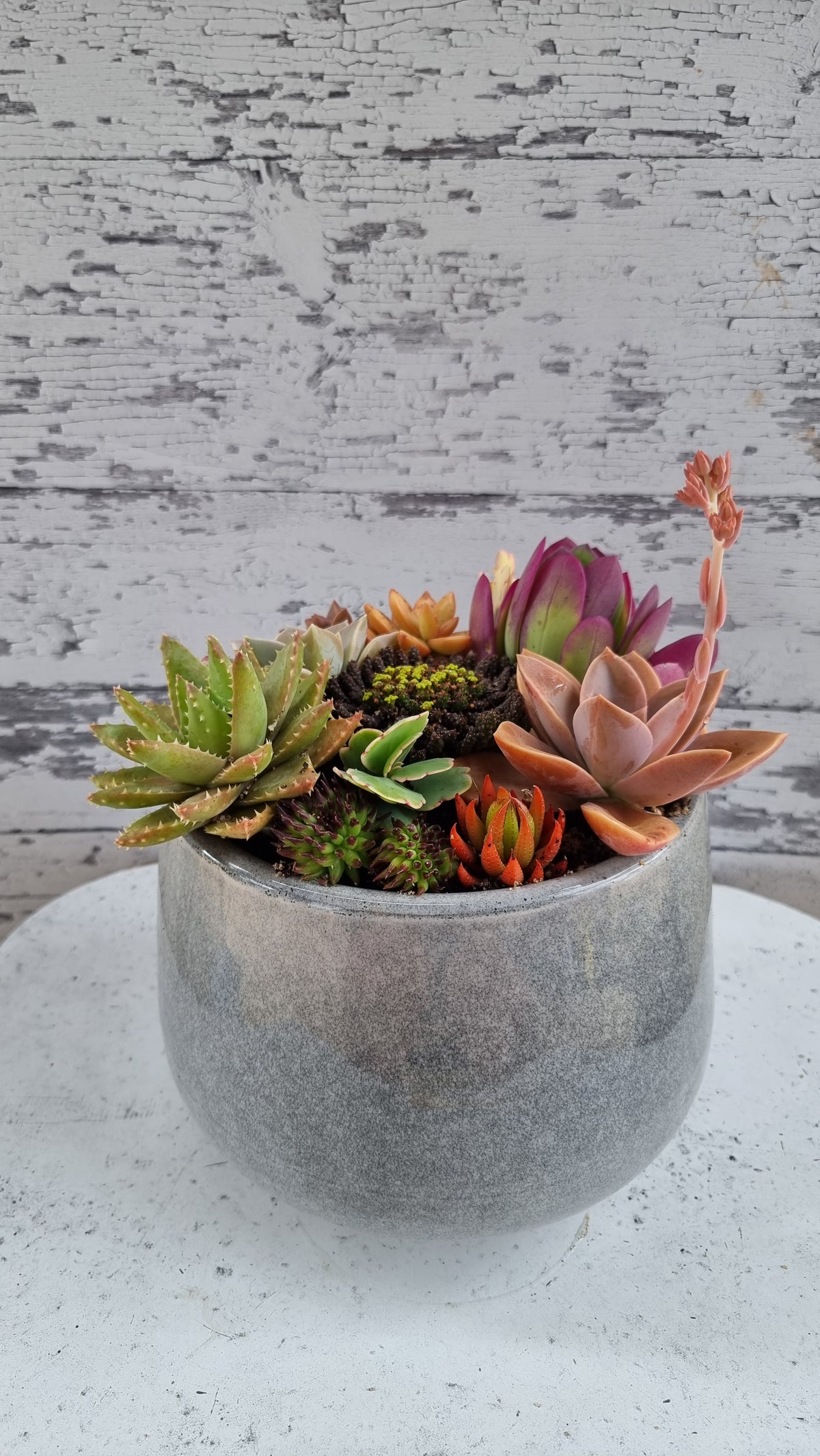 Succulent Bouquet in Grey Glossy Pot