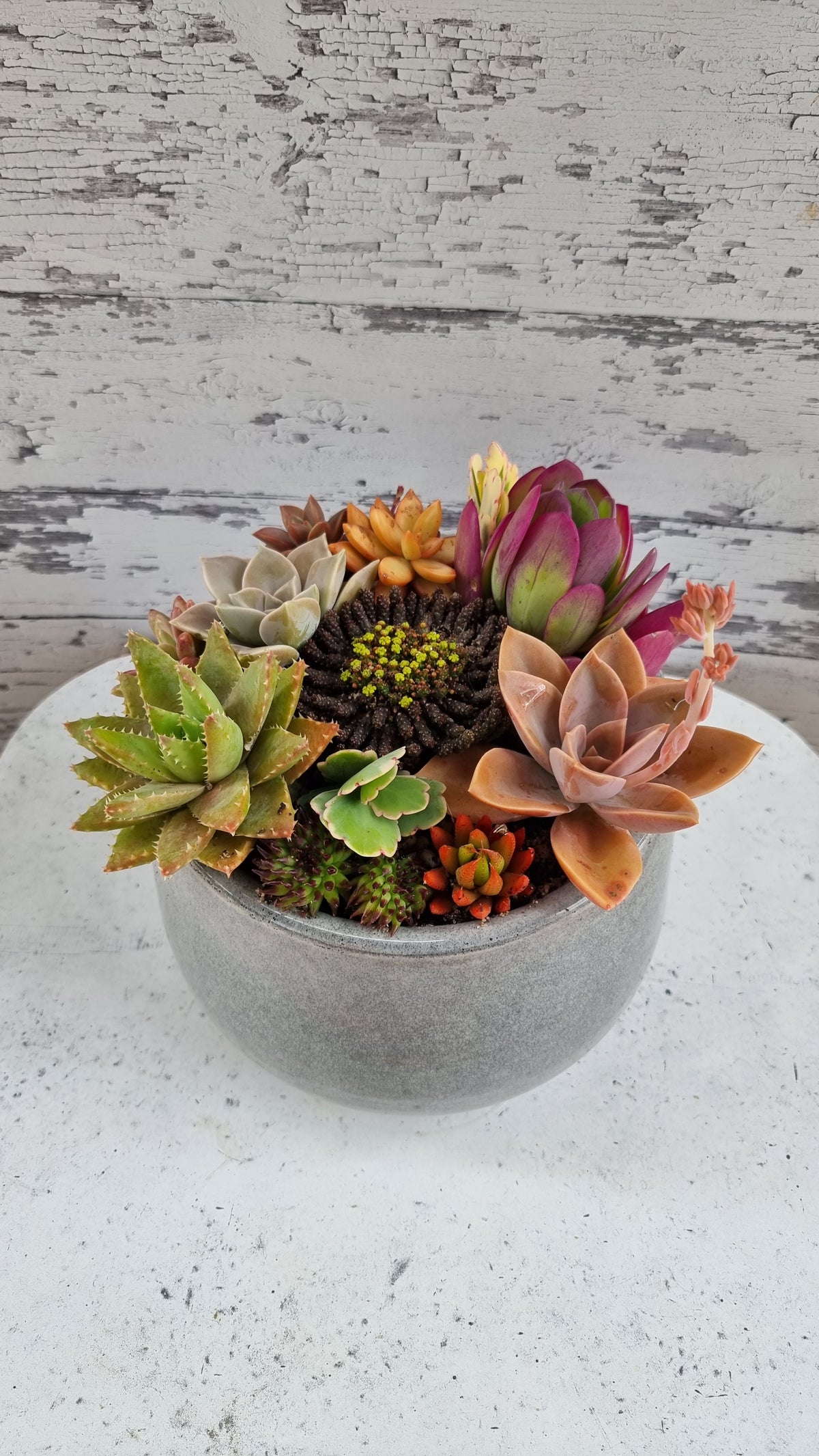 Succulent Bouquet in Grey Glossy Pot
