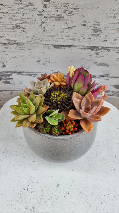 Succulent Bouquet in Grey Glossy Pot