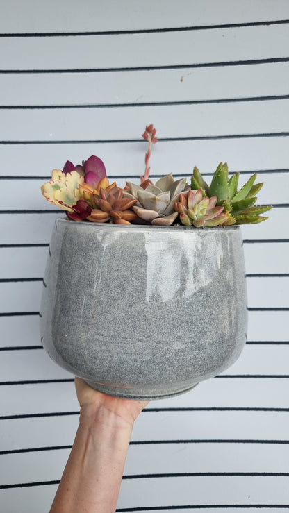 Succulent Bouquet in Grey Glossy Pot
