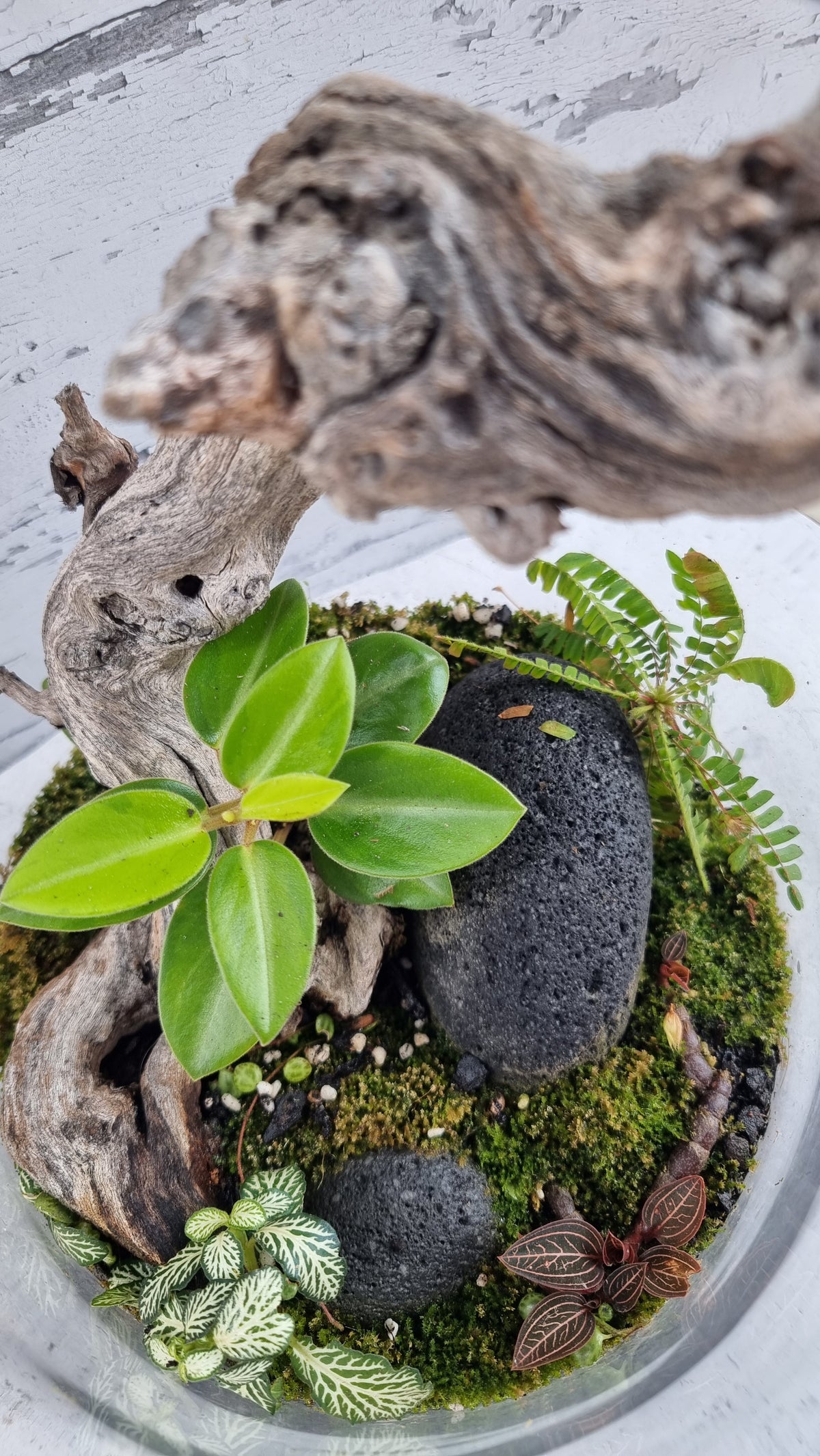 Cylinder Terrarium