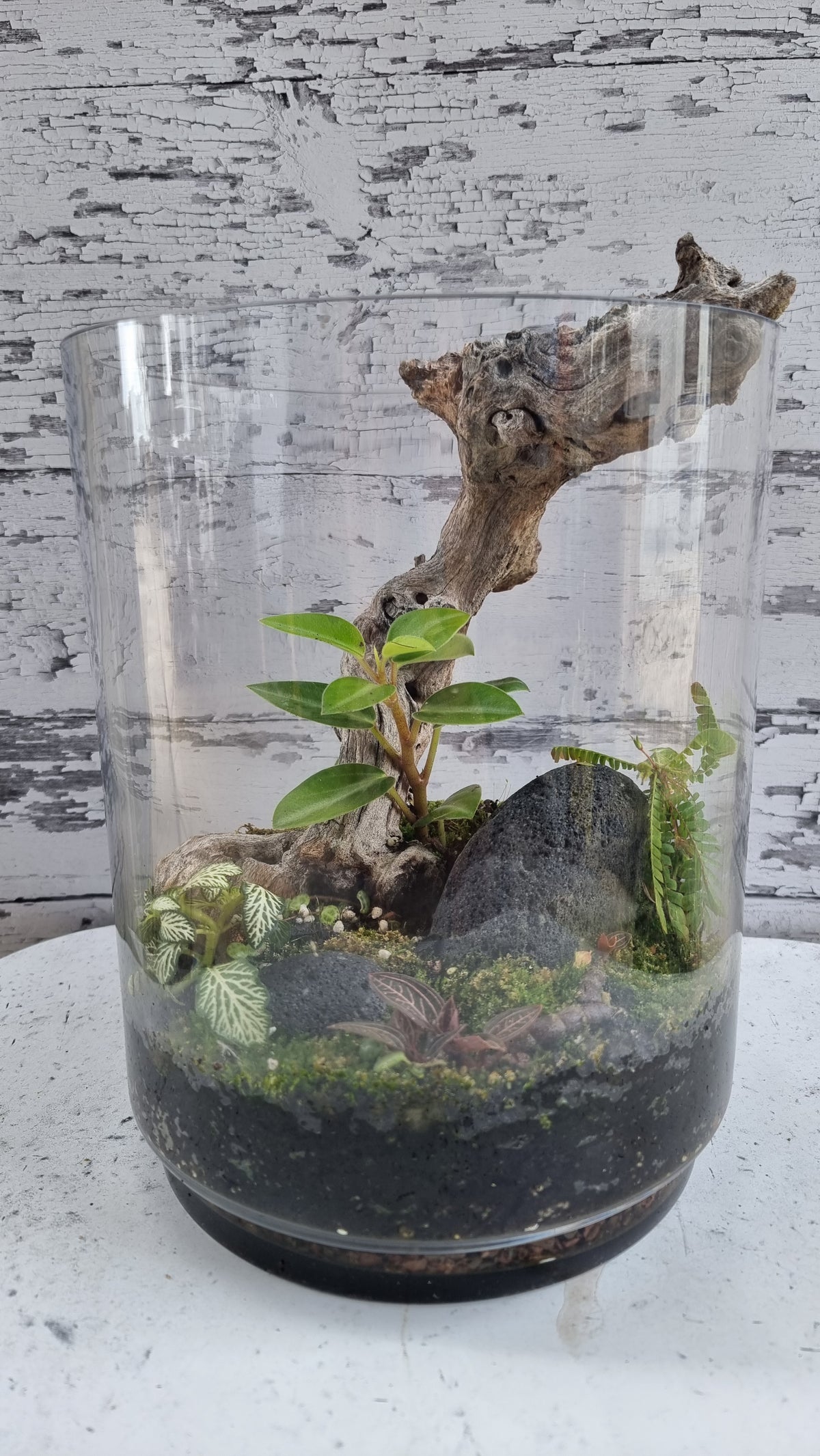 Cylinder Terrarium