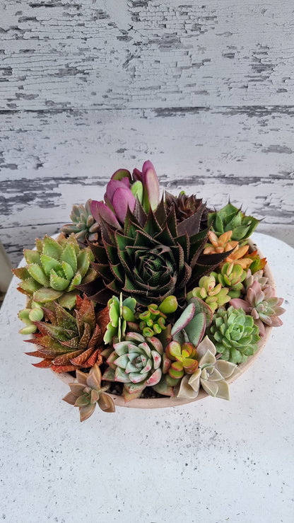 Succulent Bouquet in Plastic Terra Pot