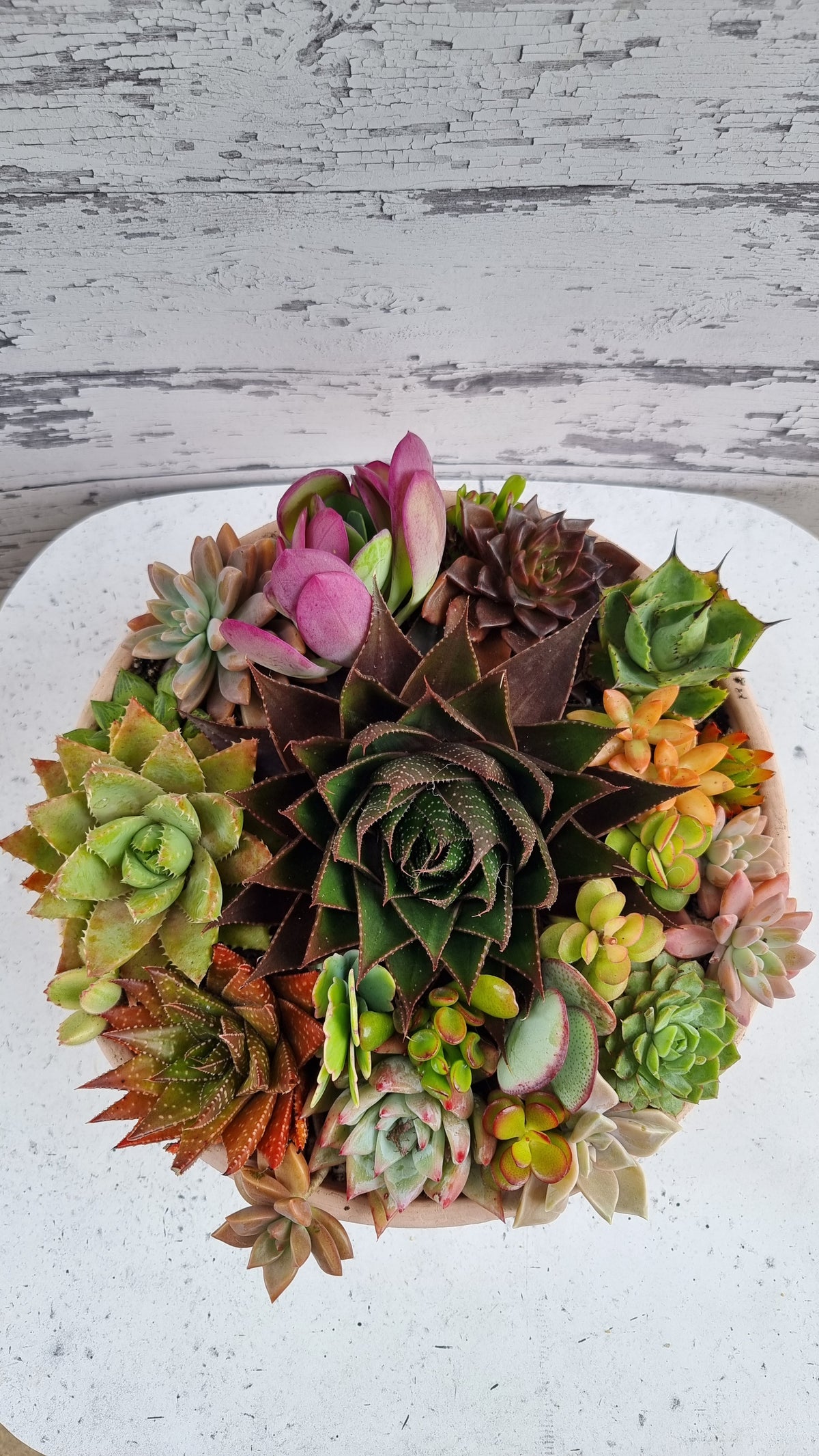 Succulent Bouquet in Plastic Terra Pot