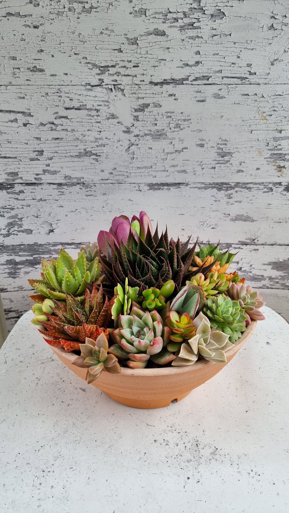 Succulent Bouquet in Plastic Terra Pot