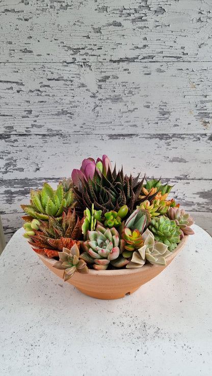 Succulent Bouquet in Plastic Terra Pot