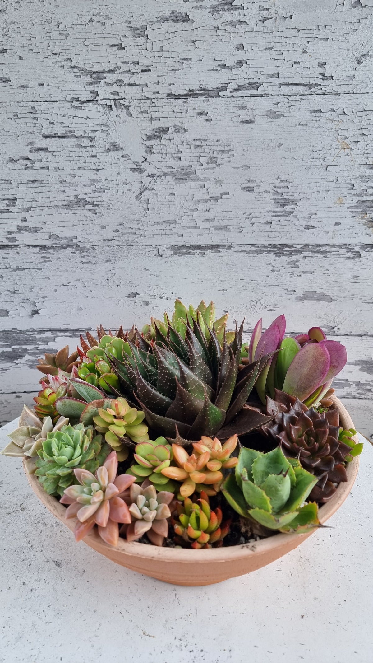 Succulent Bouquet in Plastic Terra Pot